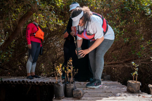 Ajman University Contributes Towards Planting of 10,000 Mangrove Trees on World Environment Day