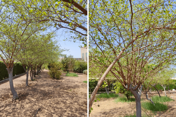 Ajman University (AU) has launched the AU Plant Nursery