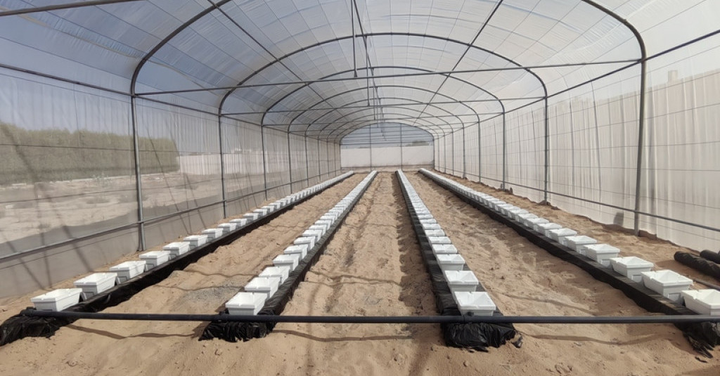 Advancing the UAE’s Vision for Agricultural Sustainability: Ajman University Unveils Solar Hydroponic Garden