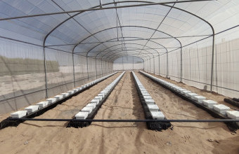 Advancing the UAE’s Vision for Agricultural Sustainability: Ajman University Unveils Solar Hydroponic Garden