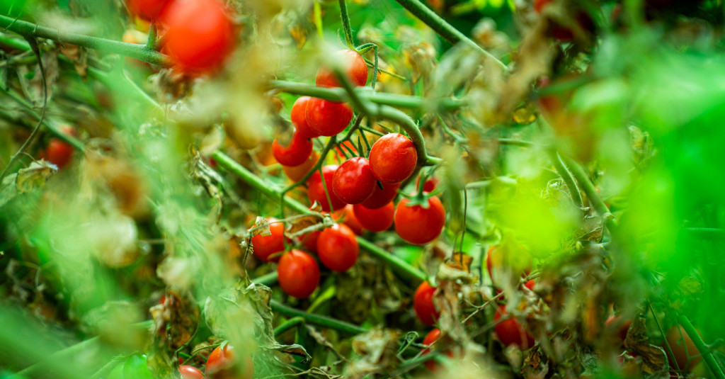 A Sweet Harvest Powered by the Sun: Inside Ajman University's Solar Hydroponic Garden – A Partnership with ICARDA