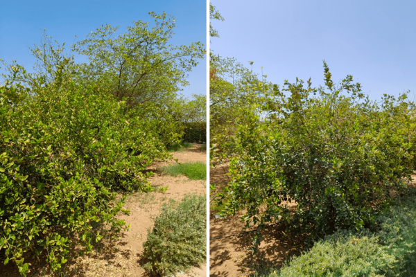 Ajman University (AU) has launched the AU Plant Nursery