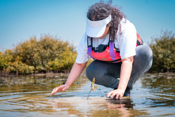 Ajman University Contributes Towards Planting of 10,000 Mangrove Trees on World Environment Day