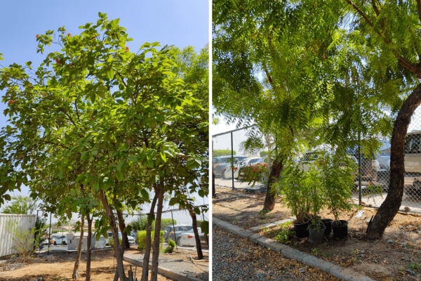 Ajman University (AU) has launched the AU Plant Nursery