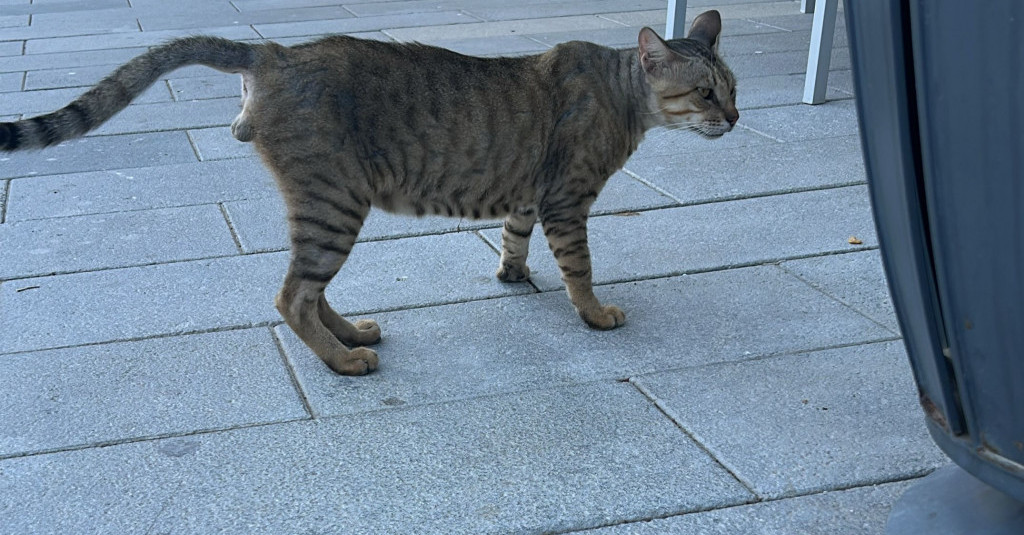 Fostering Feline Health and Supporting Biodiversity: The Cat Wellbeing Program