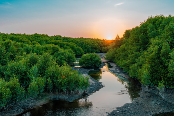 The Office of Sustainability at Ajman University Organizes a Mangrove Planting and Clean-Up Initiative at Al Zorah Golf Club
