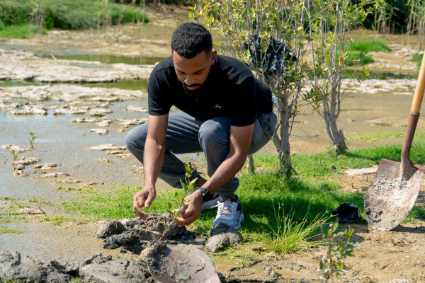 Ajman University’s Office of Sustainability Launches “Mangrove Champions” Initiative