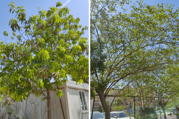 Ajman University (AU) has launched the AU Plant Nursery