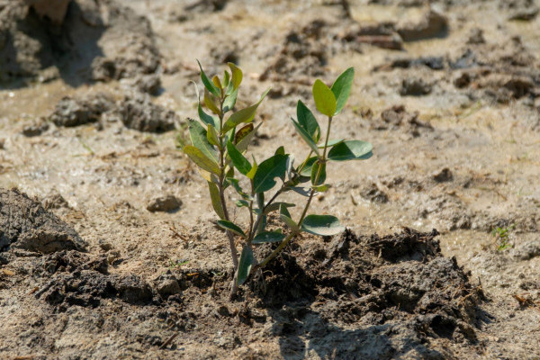 Ajman University’s Office of Sustainability Launches “Mangrove Champions” Initiative