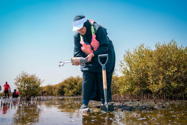 Ajman University Contributes Towards Planting of 10,000 Mangrove Trees on World Environment Day