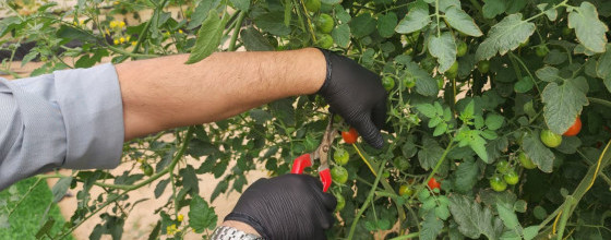 Desert Bloom: The Foodprint Project