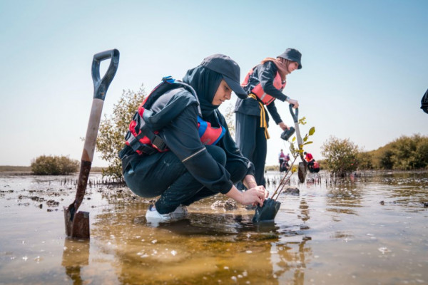 Ajman University Contributes Towards Planting of 10,000 Mangrove Trees on World Environment Day